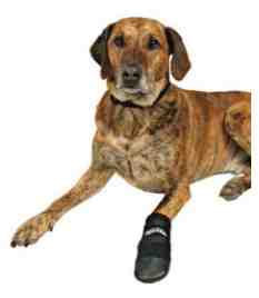 2 Botas protec. neopreno, perros Walker Care, L, n